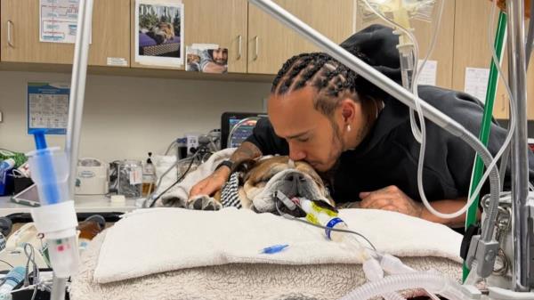 【泪崩！F1车手汉密尔顿痛失爱犬】养了13年的斗牛犬罗科病逝，硬汉车手含泪发文：它是我永远的冠军搭档