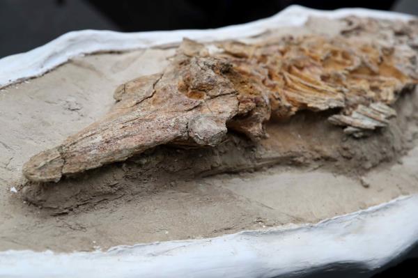 A -10-million-year-old 