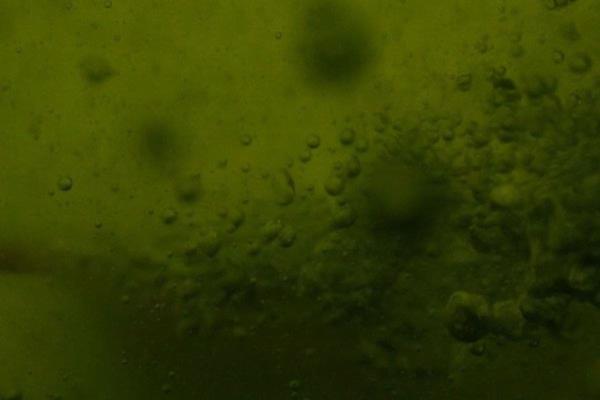 科学家破解百年“鬼火”之谜，真相令人震惊！