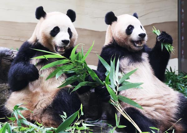 熊猫双胞胎喜迁新居，萌翻全网！