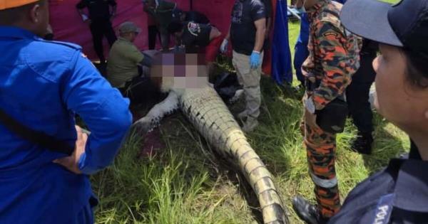 惊魂一刻！男子冒死掰开鳄口救兄，惨剧已无法挽回