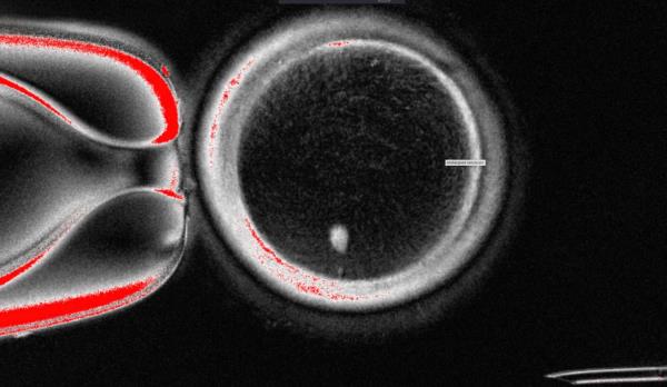 科学家突破性研究：皮肤细胞成功转化为卵子，人类生育革命来临！