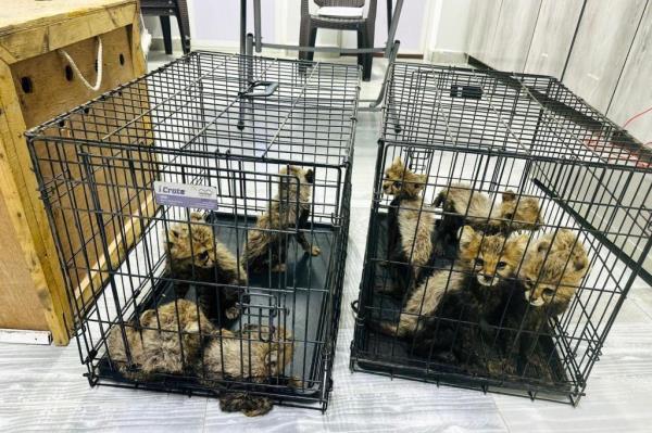 索马里兰破获猎豹幼崽走私案，警方成功解救多只濒危小猎豹！